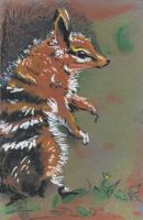 Baby Numbat